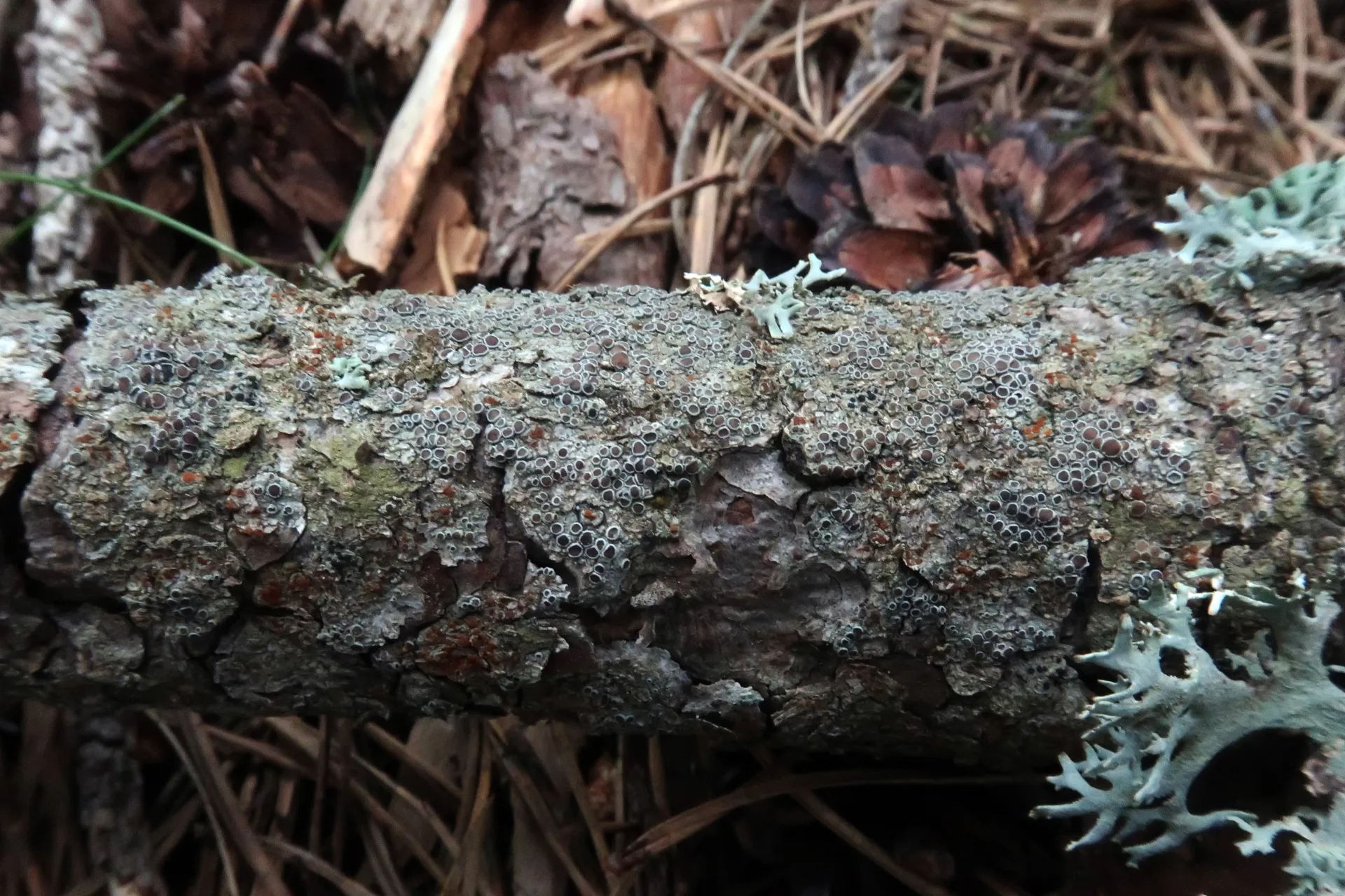 Lecanora chlarotera - 1 - IMG_3439